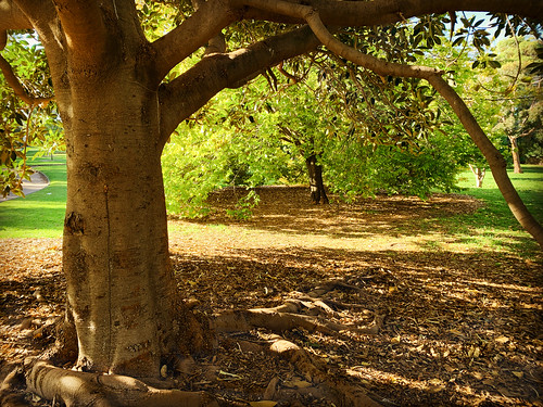 ladcoxpark brighton melbourne park tree shadows lawn landscape australia sunshine bark autumn leaves