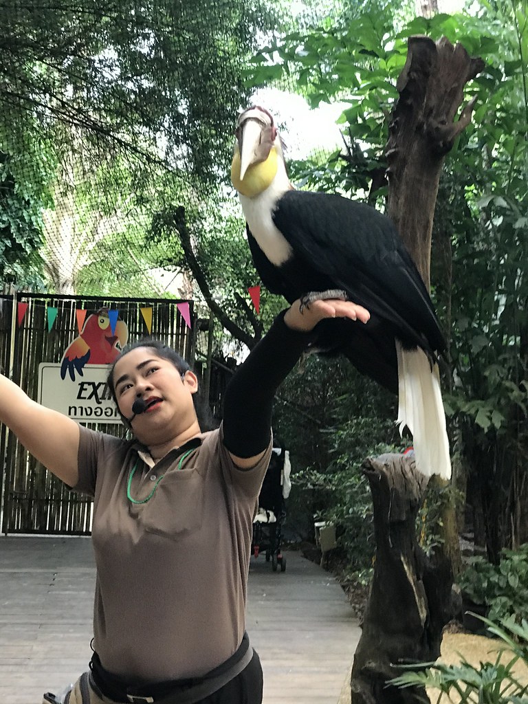 Getting close to a volunteer, and an Oriental Pied Hornbill