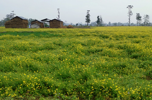 nature asia asian nepal chitwannationalpark nationalpark chitwan landscape mustard yellow travel farm farming composition village crops flower flowers bloom blooming