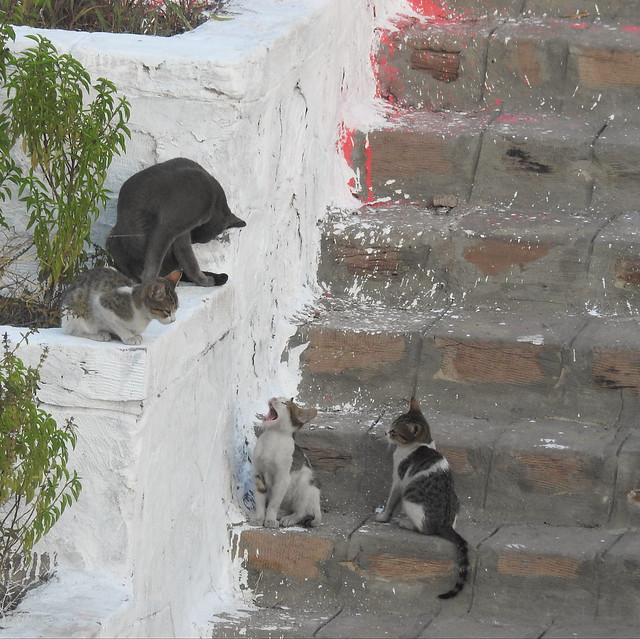 Feral Cat and Kittens  - Aswan
