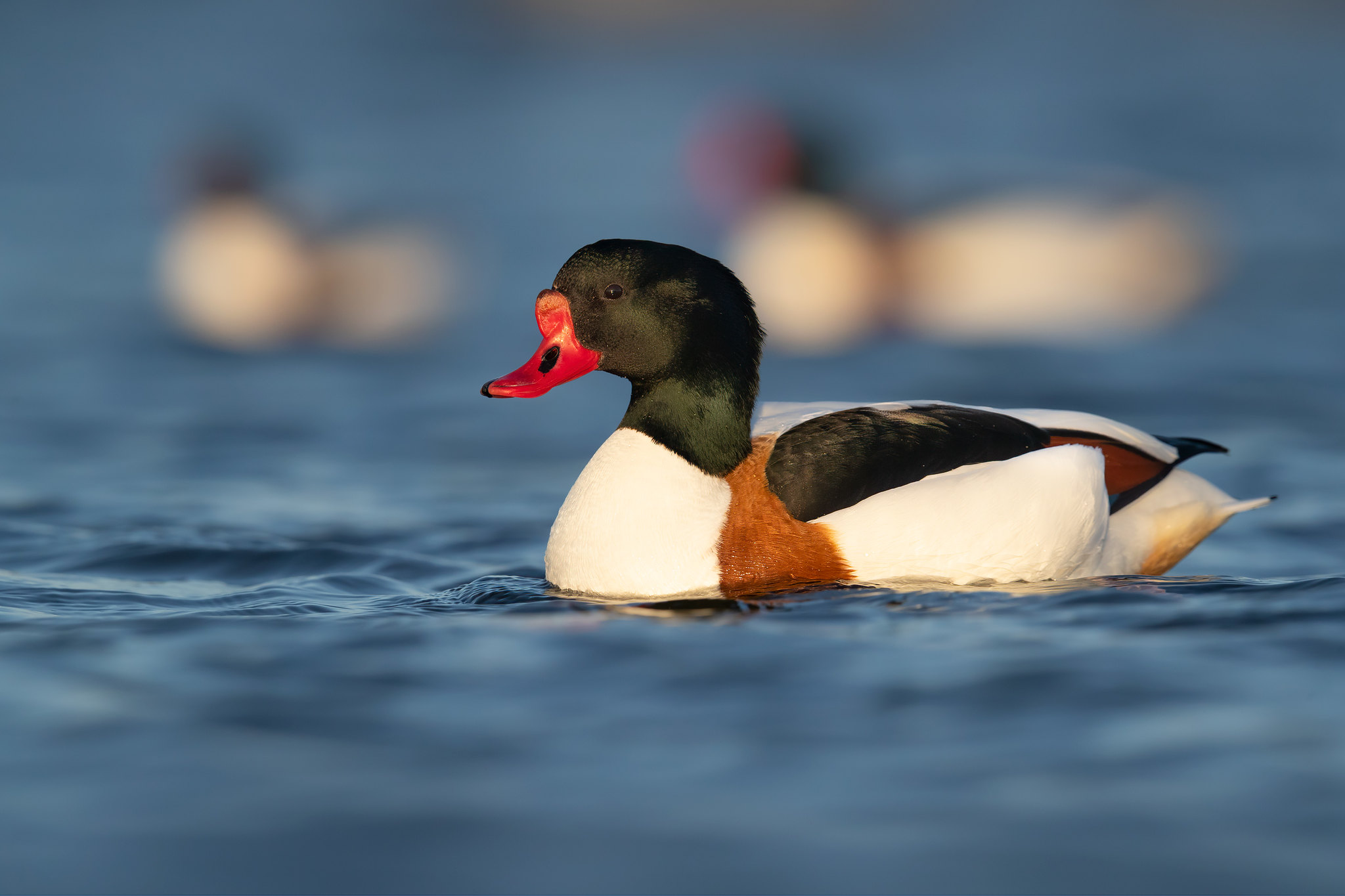 Tadorna tadorna | Common Shelduck | gravand