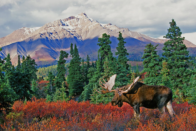 Huge Bull Moose - Denali Fall Colors - Archives - In Explore