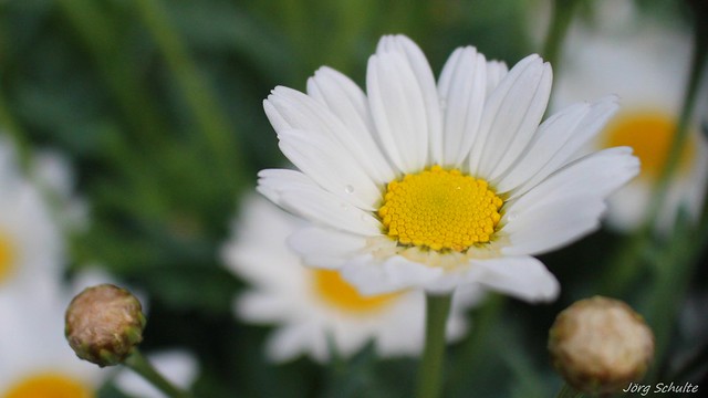 Margeritte - Blüte