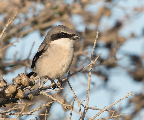 Loggerhead Shrike. From Let The Nature Conservancy Help You Find Great Birds Around the Great Lakes