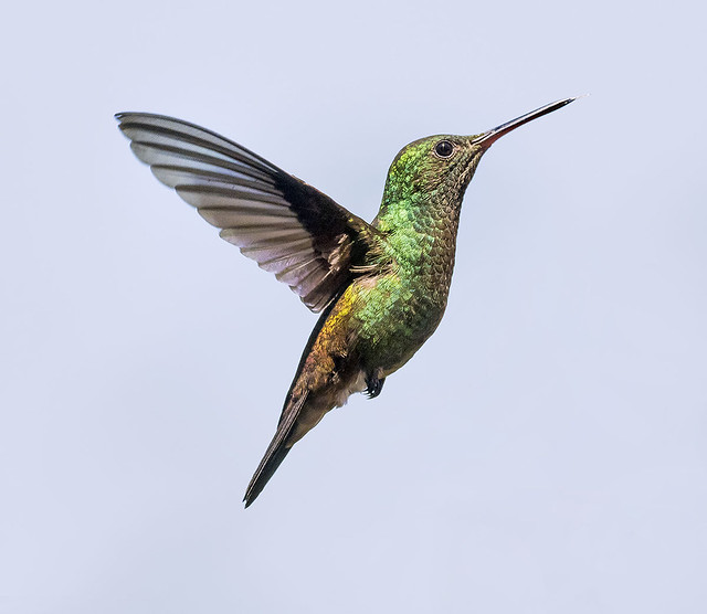 Copper Rumped Hummingbird dancing in the air, Trinidad.