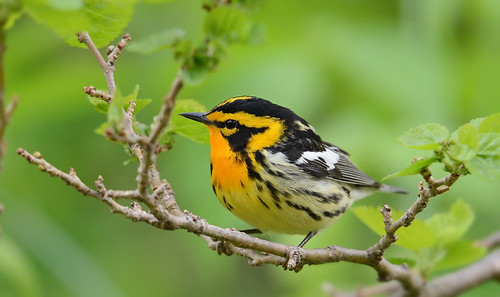 Blackburnian warbler. From Let The Nature Conservancy Help You Find Great Birds Around the Great Lakes