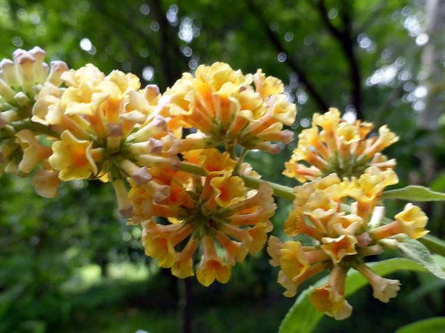 Buddleja × weyeriana Weyer (SCROPHULARIACEAE).