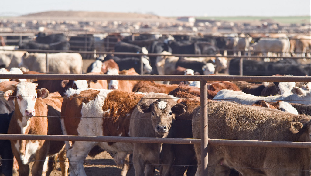 Cattle in a US feedlot