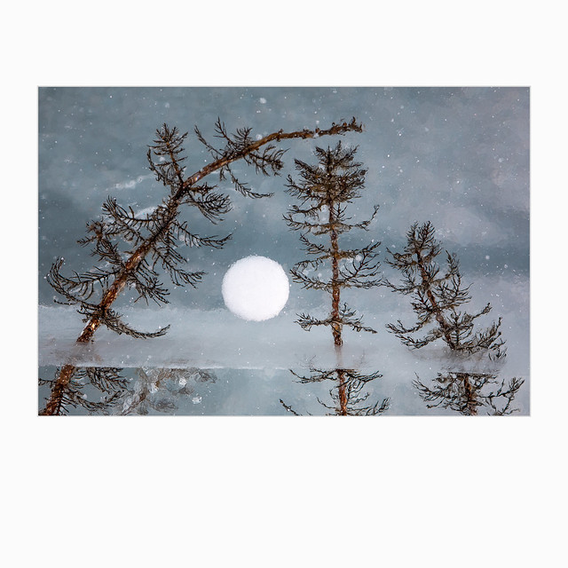 Moonlit landscape with pines