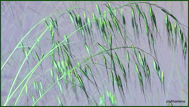 Collage35-002 wild grass in the wind