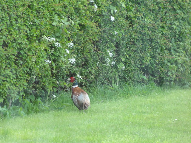 Cock Pheasant on the front lawn