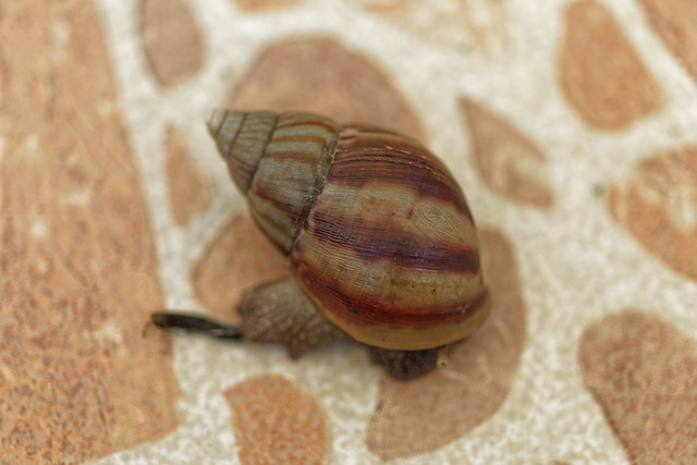 Pooping Thai Snail