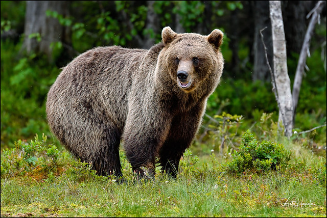 A grumpy looking Brown bear in the forest.
