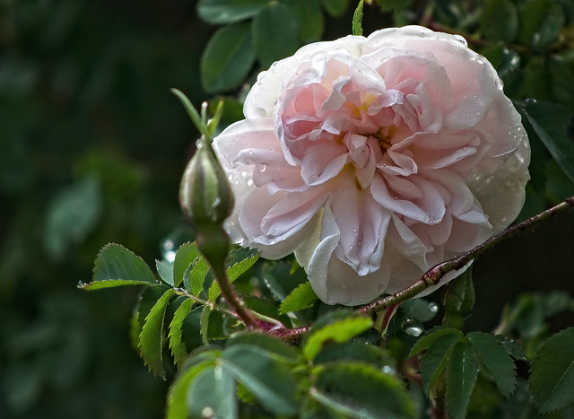 Pink rose after rain
