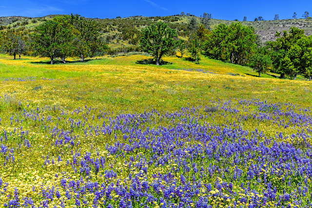 California Spring Countryside