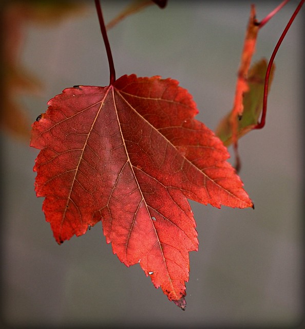 'Lipstick Red' Maple Leaf