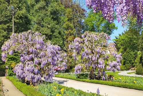 blooming wisteria in the botanical garden of Leuven