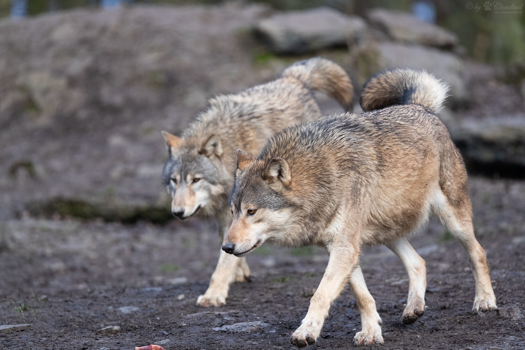 Could Gray wolves survive In Africa Among Apex Predators?