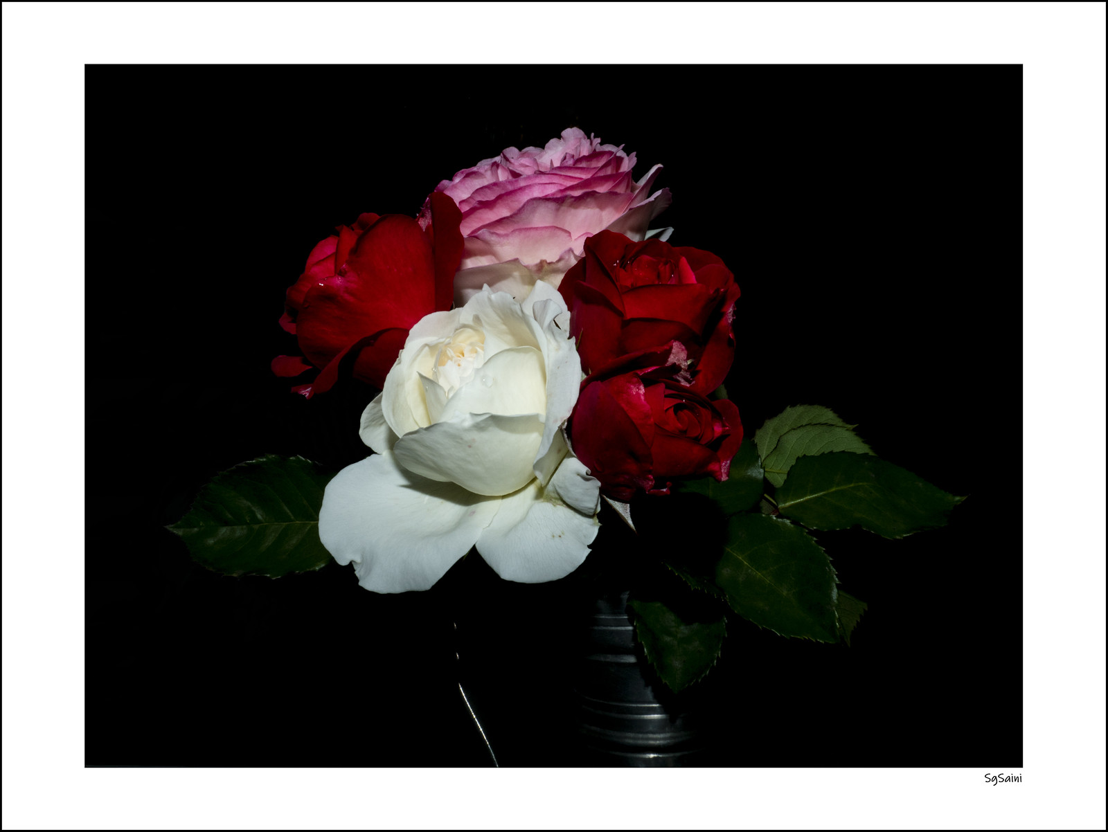 Roses  49846907927_9e68a54f74_h