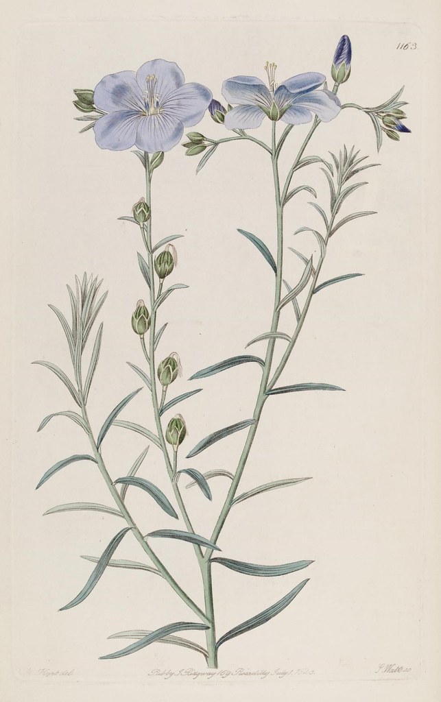n95_w1150 | The Botanical register London :Printed for James… | Flickr