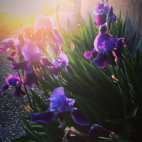 spring pnw walk sunset flower iris