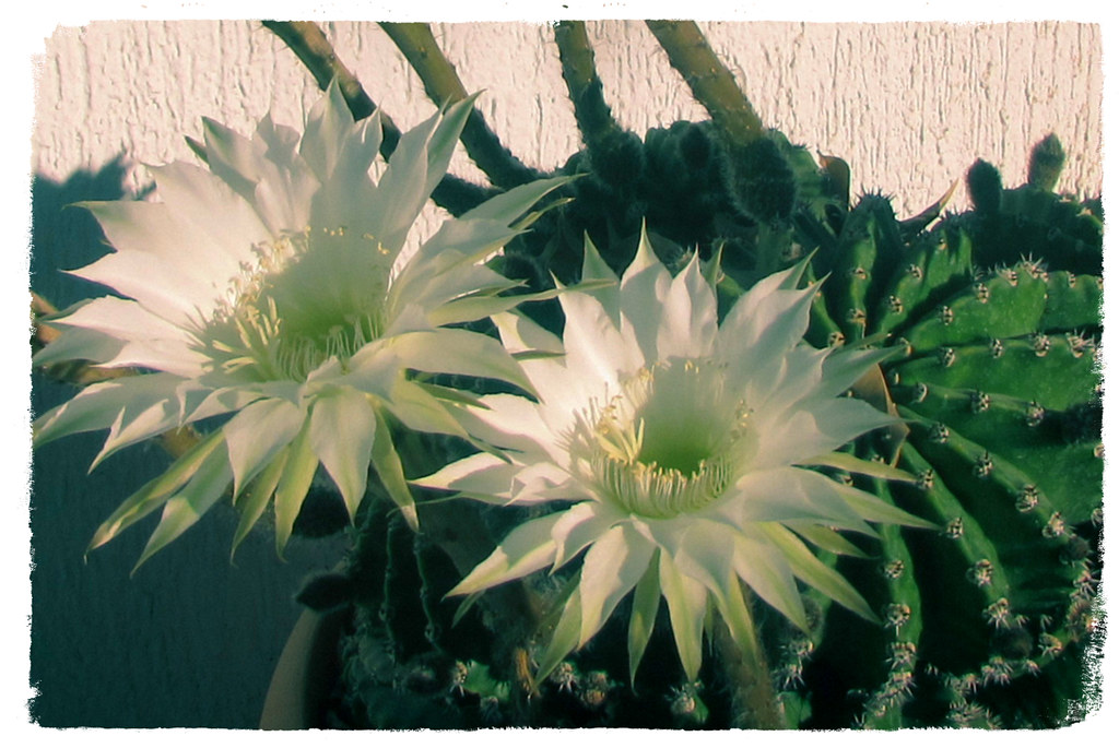 Bellas flores de cactus | CUIDAR LOS CACTUS | patriciamura | Flickr