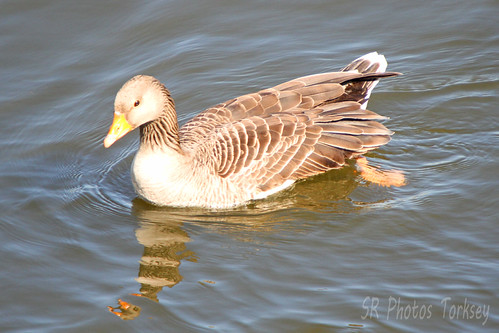 Local Geese During Lockdown | by SR Photos Torksey