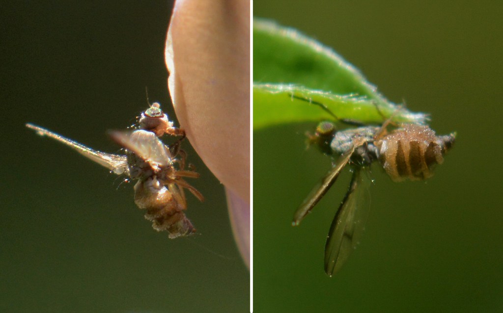 More tiny flies done in by an entomopathogenic fungus