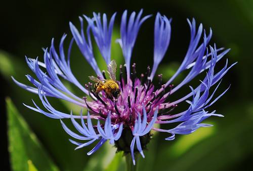 bee pollen centaurea montana insect flower
