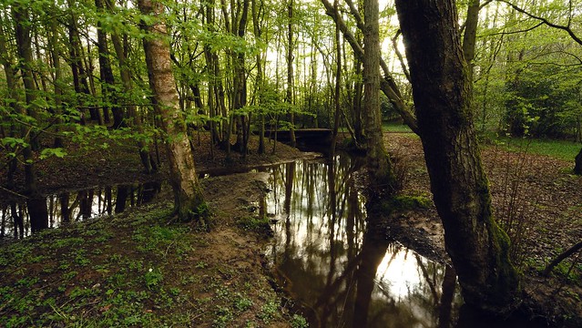 Stream at the head of the Hammer Pond, Nr Horsham