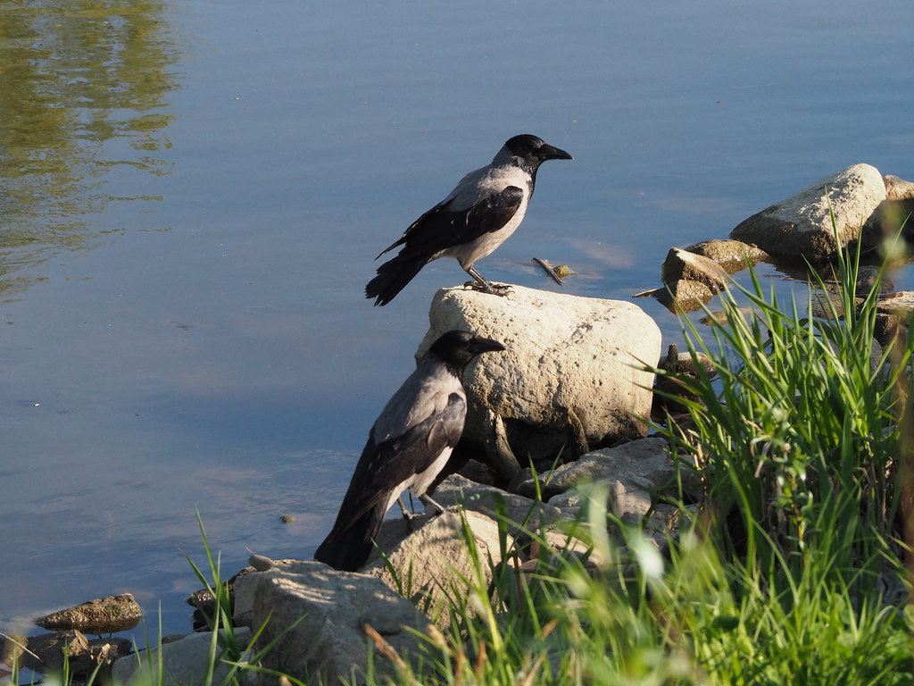 Hooded Crows ズキンガラス Photo Wr Corvus Cornix Or Corvus Cor Flickr