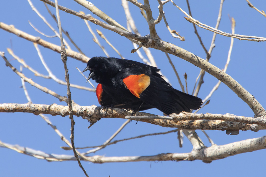 Red-winged blackbird shouting threads