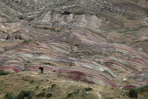 horizontal outdoors nopeople animal horse grazing grass hills colorful stone minerals sandstone volcanic rainbowhills colourfulhill pattern ridge mountain hill landscape dry summer travelling travel colour color june 2018 vacation canon camera photography canon5dmkii kakheti davidgareja monastery georgia eurasia easterneurope westasia