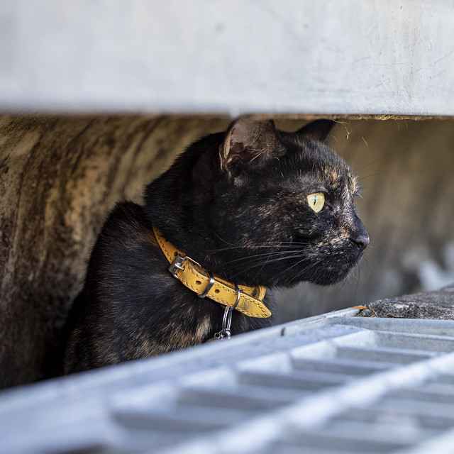 Pepsi the cat hanging out in the gutter