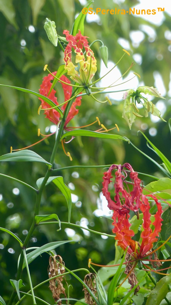 Gloriosa Lily Vine, Paramaribo, Suriname