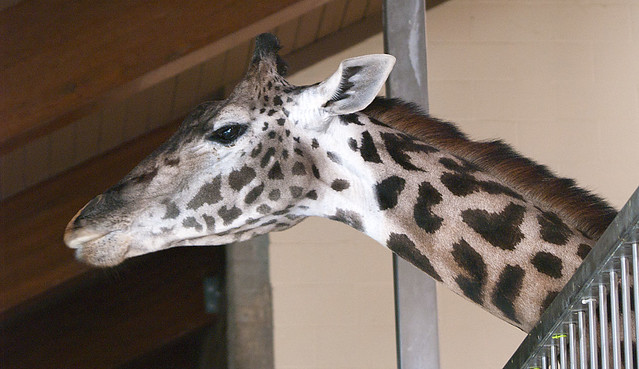 Louisville Zoo 09-07-2010 - Giraffe 1