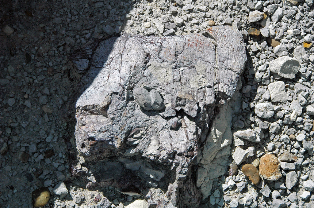 Utah 150 MYO Jurassic Morrison Formation Genuine Dinosaur Bone Fossil 