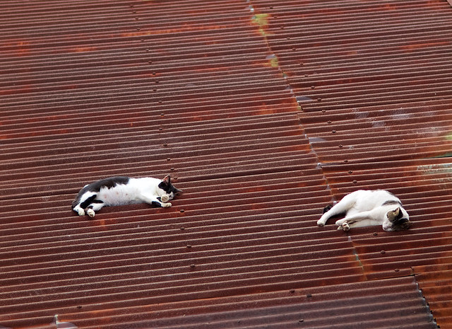 Cat sleeping on corrugated iron rooftop, Indonesia