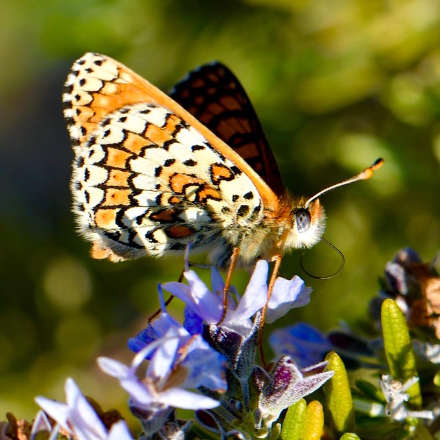 Butterfly posing on rosemary II