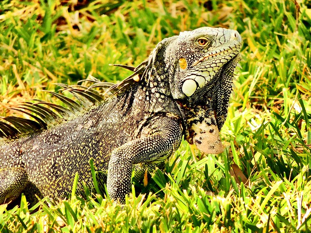 Green Iguana, Curaçao