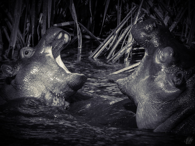 SPARRING BABY HIPPOS