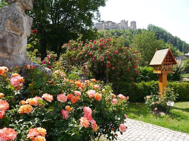 Kirchschlag, Duftrosengarten  / Scented rose garden