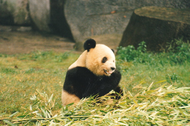 China 2001 - Giant Panda