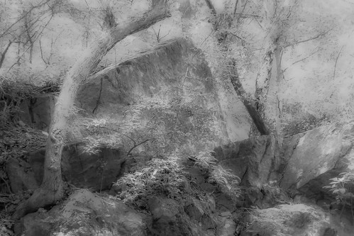 arnoldarboretum trees stone quarry blackandwhitephotography stonequarry infraredphotography arboretum