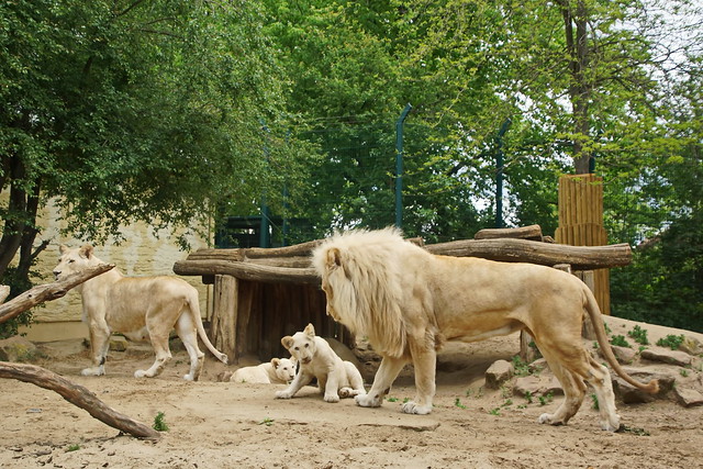 Afrikanischer Löwe - African lion