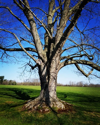 I think of this tree as Yggdrasil, writ small. #KnoxFarm #eastaurora #wny #spring #nature #hiking #trees
