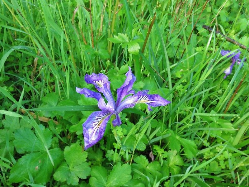 Tough leaved iris