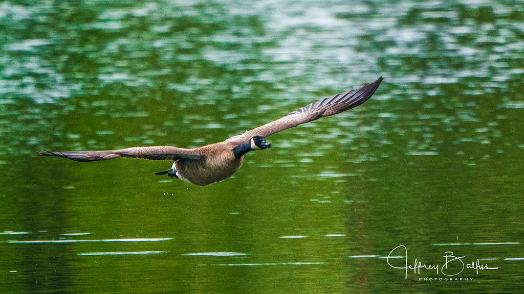 Canadian Geese-940010-3
