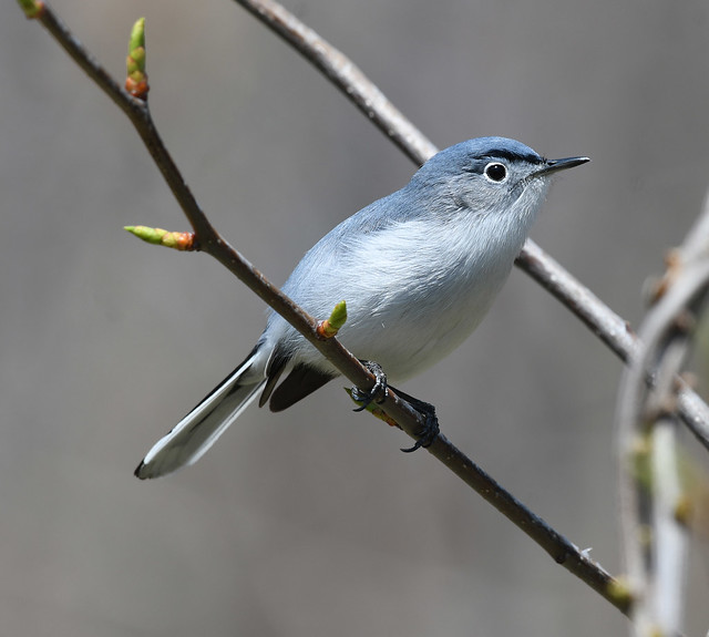 Blue-gray Gnatcatcher - Polioptila caerulea