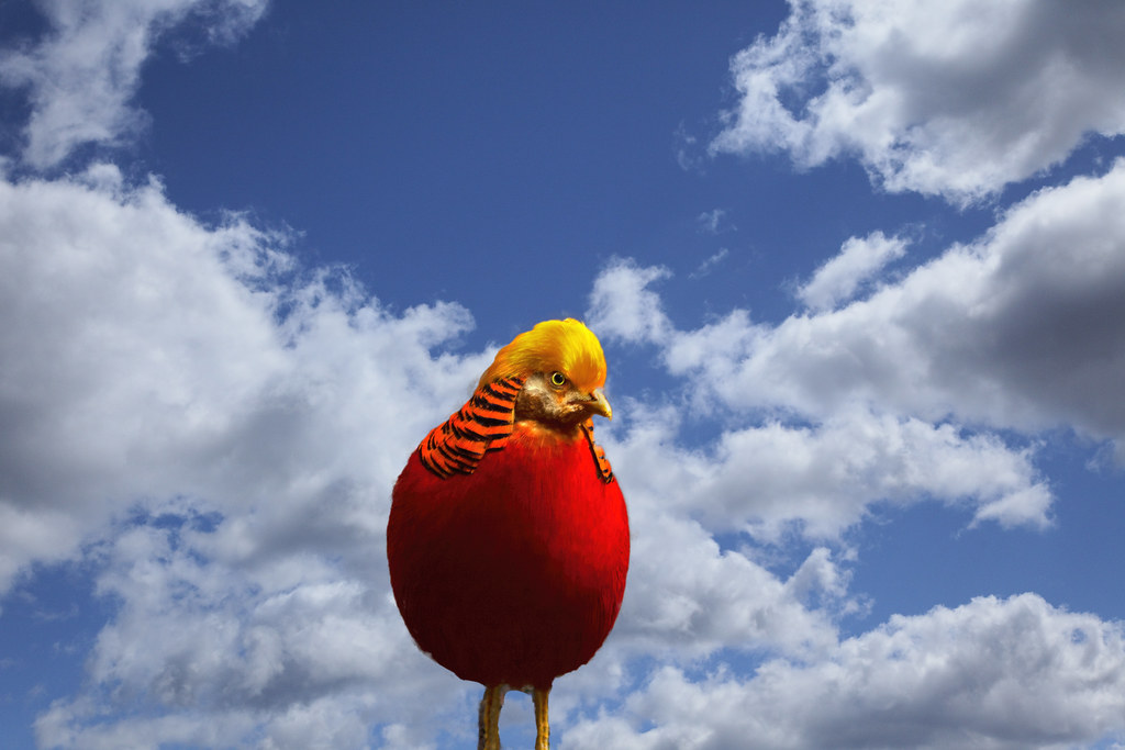 Red Orange Bird